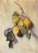 Claude Monet Branch from a Lemon Tree oil painting